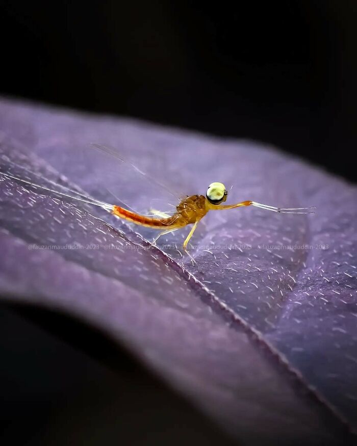This Photographer Shows The Secret World Of Insects Through His Dreamy Macro Photography