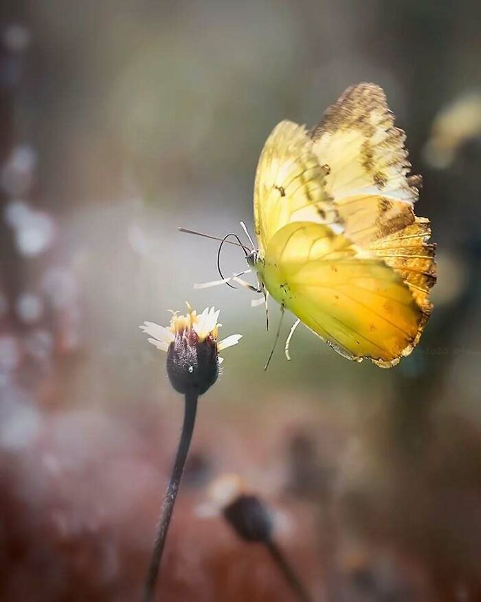 This Photographer Shows The Secret World Of Insects Through His Dreamy Macro Photography