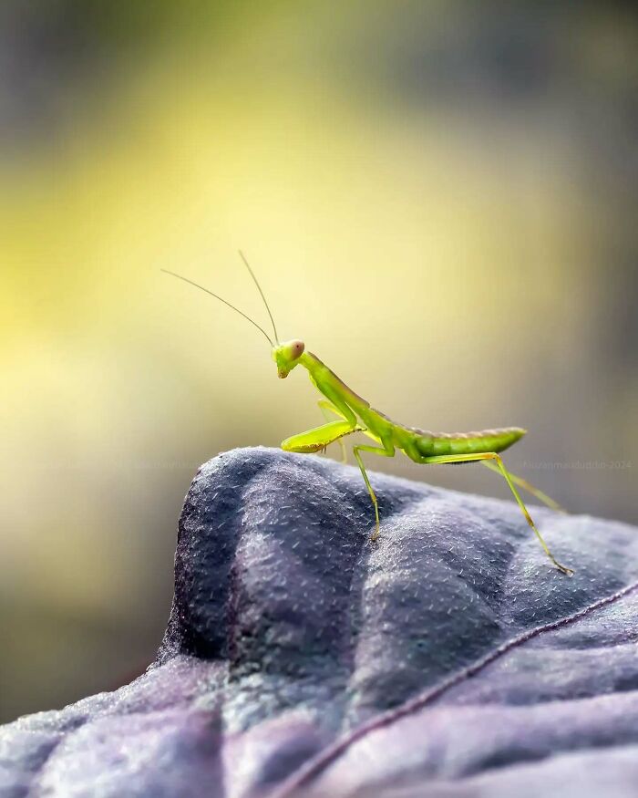 This Photographer Shows The Secret World Of Insects Through His Dreamy Macro Photography