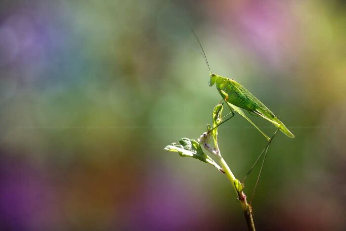 This Photographer Shows The Secret World Of Insects Through His Dreamy Macro Photography