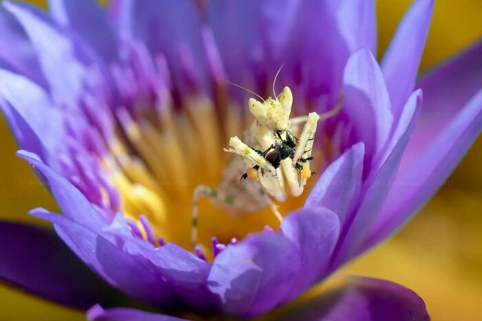 This Photographer Shows The Secret World Of Insects Through His Dreamy Macro Photography