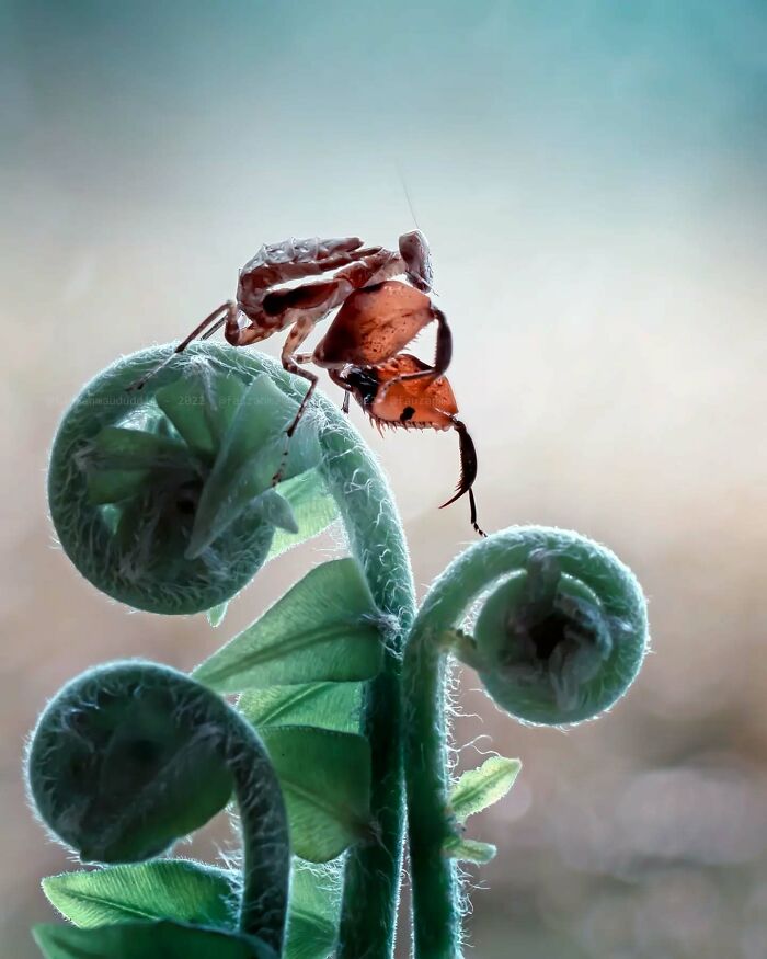 This Photographer Shows The Secret World Of Insects Through His Dreamy Macro Photography