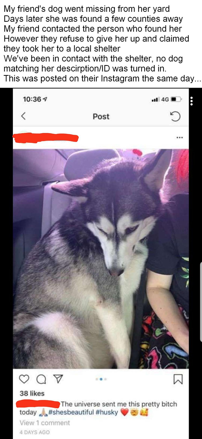 Lady Loses It When Stranger &#8220;Finds&#8221; Her Husky And Refuses To Return It, Gets Epic Revenge