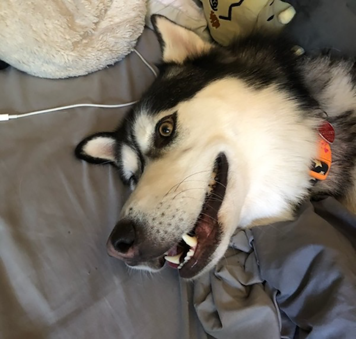 Lady Loses It When Stranger &#8220;Finds&#8221; Her Husky And Refuses To Return It, Gets Epic Revenge