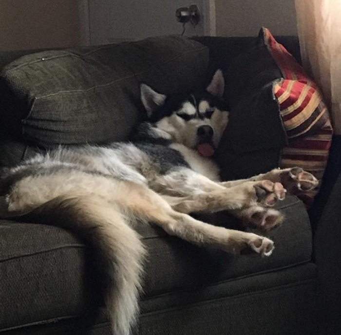 Lady Loses It When Stranger &#8220;Finds&#8221; Her Husky And Refuses To Return It, Gets Epic Revenge