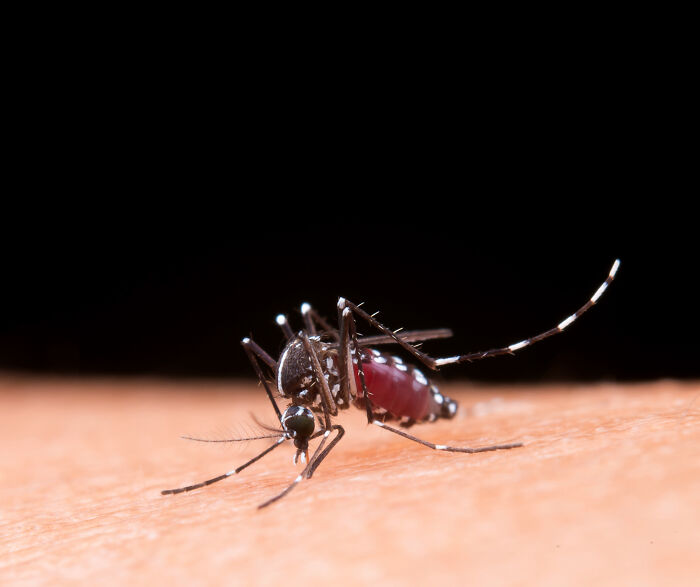 WHO Warns of Global Chikungunya Risk As China Outbreak Surges Past 10,000 And Reaches New Country