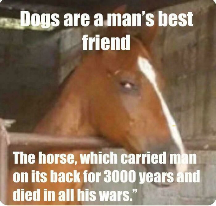 50 Of The Funniest Memes That Explain The Middle Ages In A Way That Books Probably Never Will