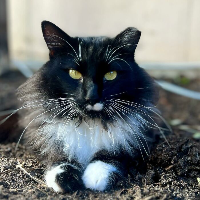 This Guy Spotted A Scruffy Cat In His Yard, What He Did Next Changed Both Their Lives