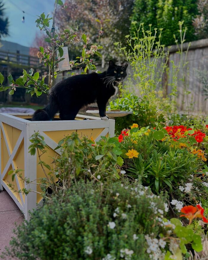 This Guy Spotted A Scruffy Cat In His Yard, What He Did Next Changed Both Their Lives