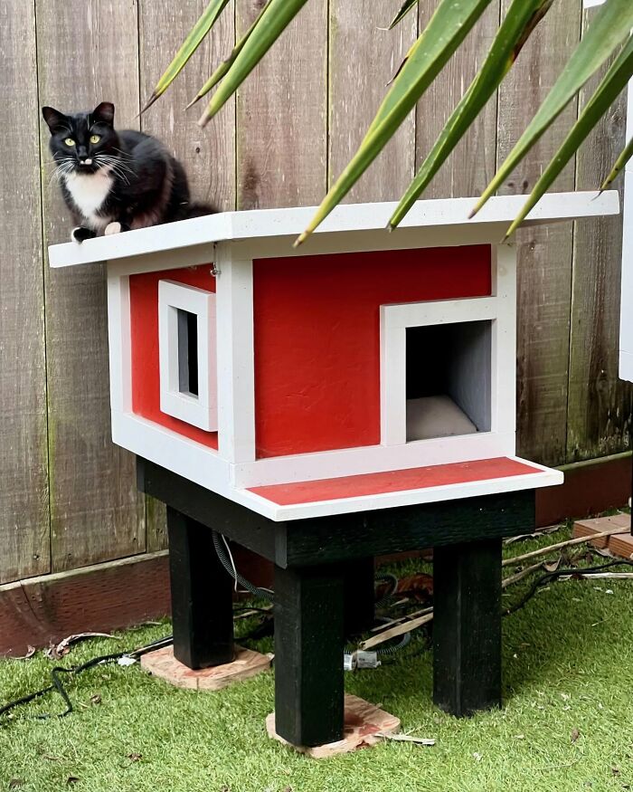 This Guy Spotted A Scruffy Cat In His Yard, What He Did Next Changed Both Their Lives