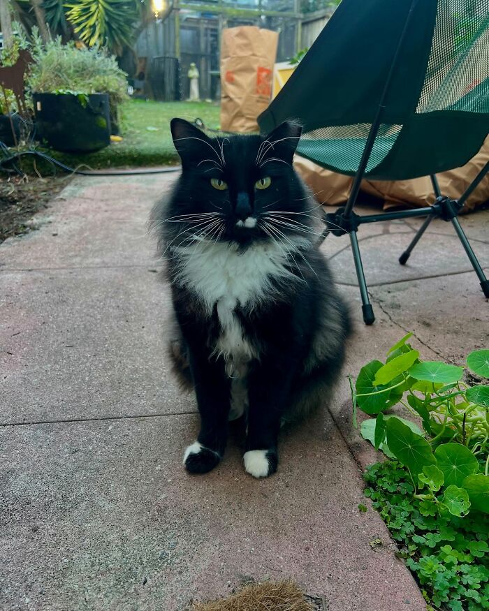 This Guy Spotted A Scruffy Cat In His Yard, What He Did Next Changed Both Their Lives