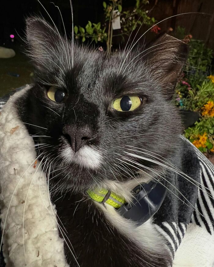 This Guy Spotted A Scruffy Cat In His Yard, What He Did Next Changed Both Their Lives