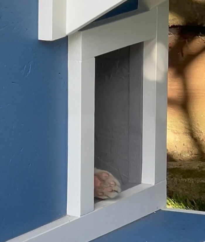This Guy Spotted A Scruffy Cat In His Yard, What He Did Next Changed Both Their Lives