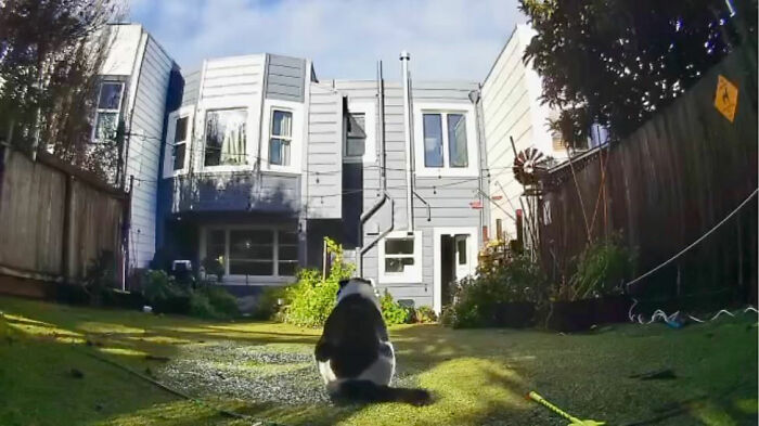 This Guy Spotted A Scruffy Cat In His Yard, What He Did Next Changed Both Their Lives