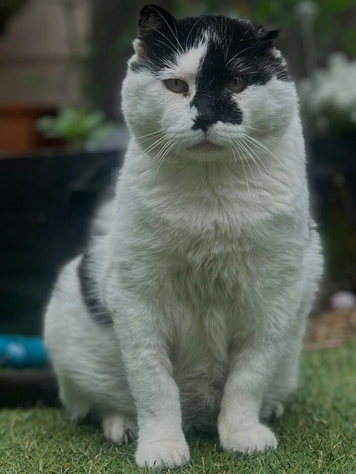 This Guy Spotted A Scruffy Cat In His Yard, What He Did Next Changed Both Their Lives