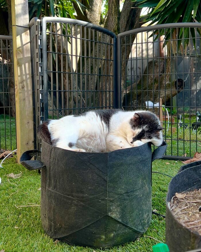 This Guy Spotted A Scruffy Cat In His Yard, What He Did Next Changed Both Their Lives