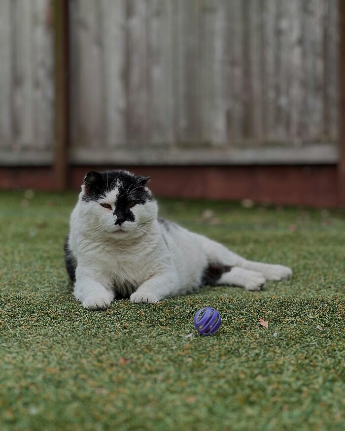This Guy Spotted A Scruffy Cat In His Yard, What He Did Next Changed Both Their Lives
