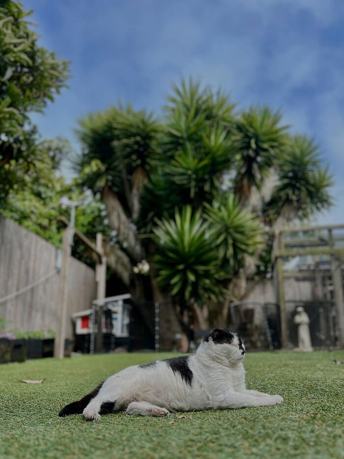 This Guy Spotted A Scruffy Cat In His Yard, What He Did Next Changed Both Their Lives