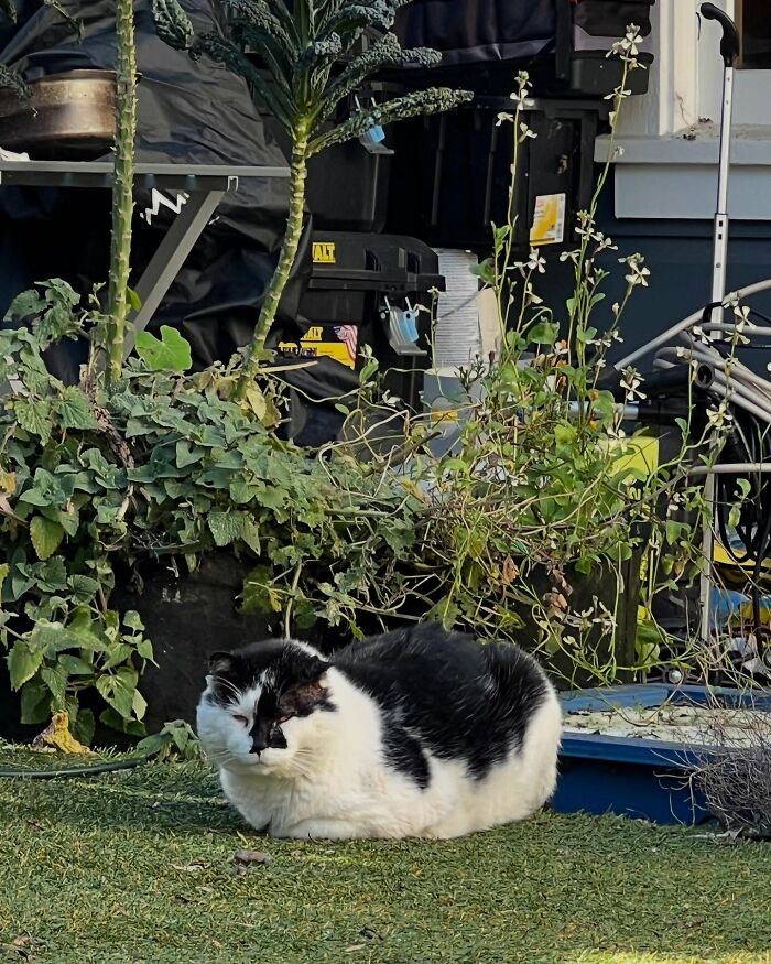 This Guy Spotted A Scruffy Cat In His Yard, What He Did Next Changed Both Their Lives