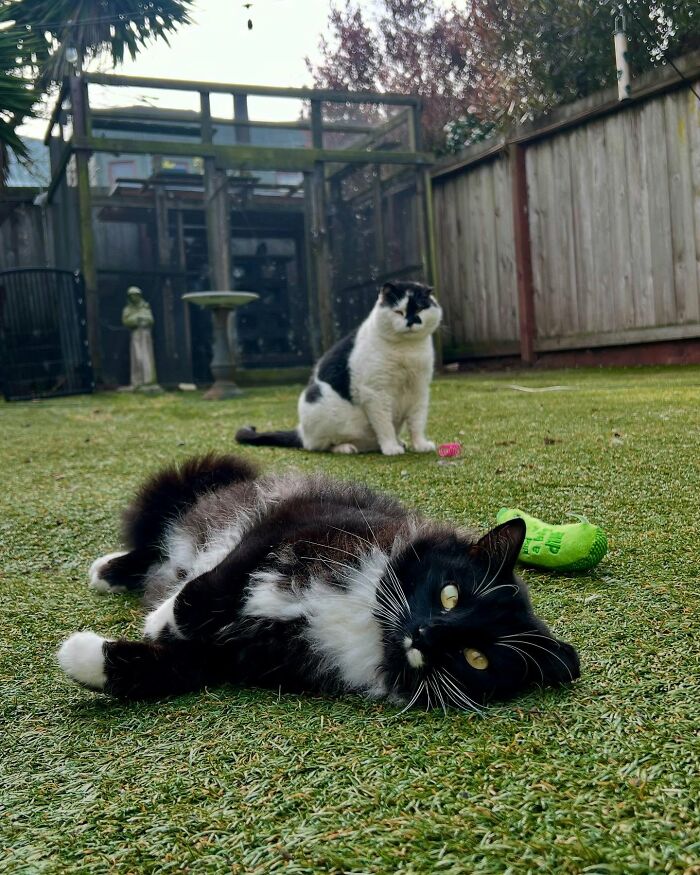 This Guy Spotted A Scruffy Cat In His Yard, What He Did Next Changed Both Their Lives