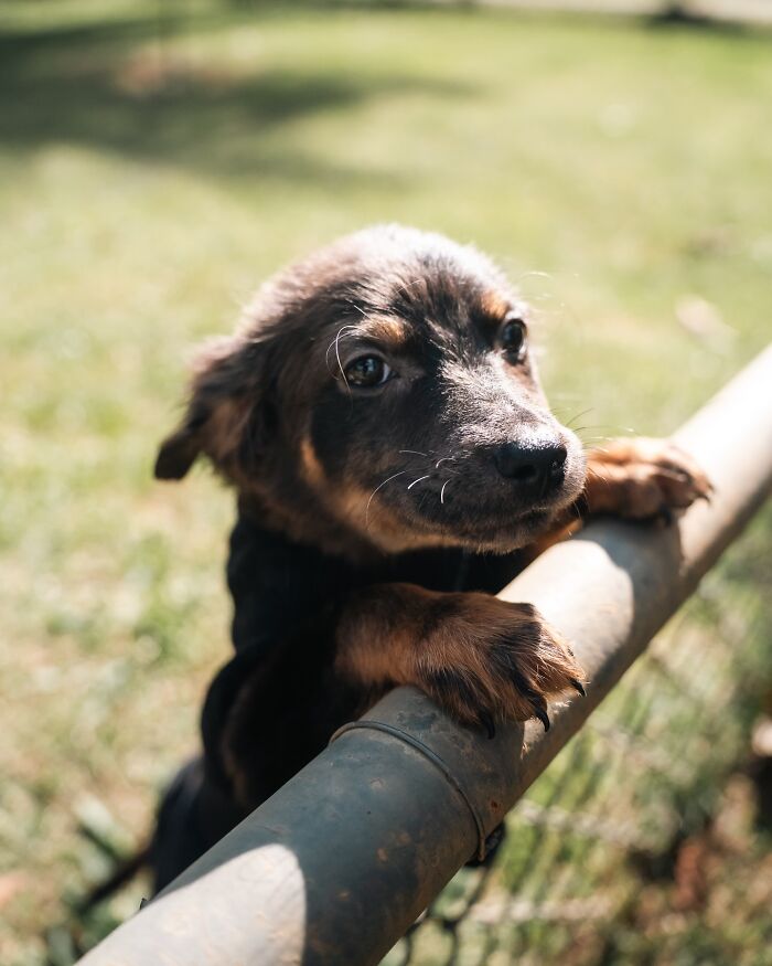 66 Photos That Capture The Pure Joy Of Shelter Dogs On Their Weekly Walks