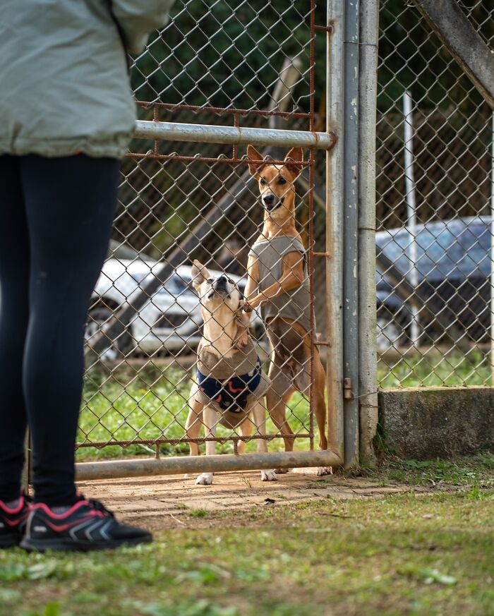 66 Photos That Capture The Pure Joy Of Shelter Dogs On Their Weekly Walks