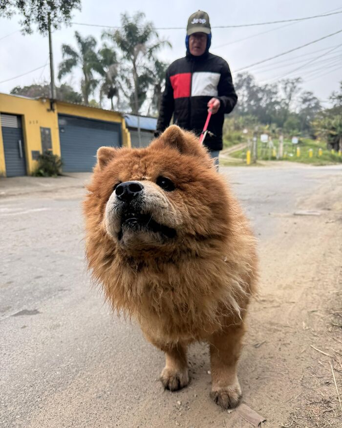 66 Photos That Capture The Pure Joy Of Shelter Dogs On Their Weekly Walks