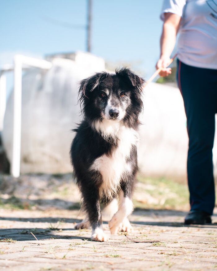 66 Photos That Capture The Pure Joy Of Shelter Dogs On Their Weekly Walks