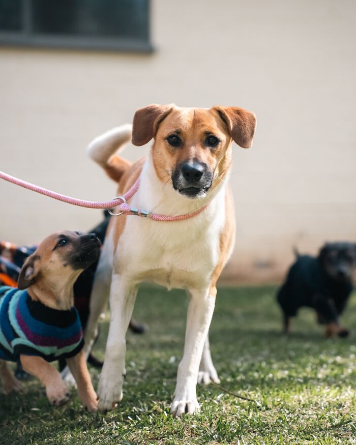 66 Photos That Capture The Pure Joy Of Shelter Dogs On Their Weekly Walks