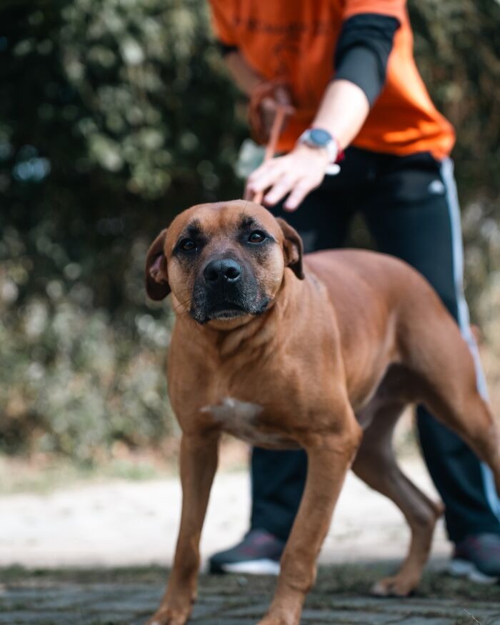 66 Photos That Capture The Pure Joy Of Shelter Dogs On Their Weekly Walks