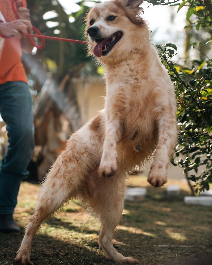 66 Photos That Capture The Pure Joy Of Shelter Dogs On Their Weekly Walks