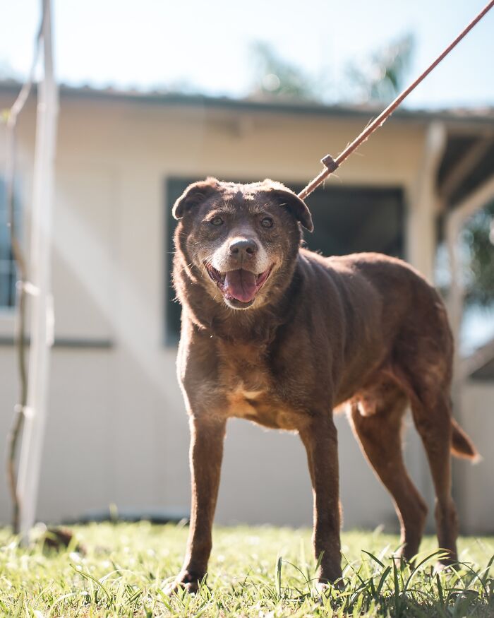 66 Photos That Capture The Pure Joy Of Shelter Dogs On Their Weekly Walks