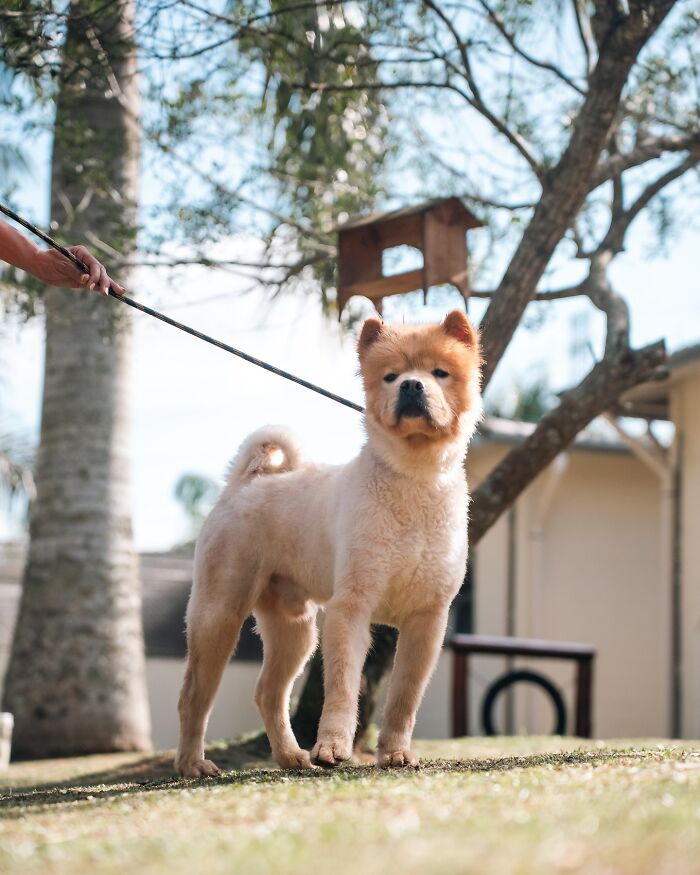 66 Photos That Capture The Pure Joy Of Shelter Dogs On Their Weekly Walks
