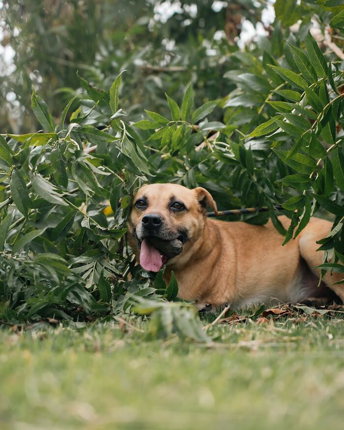 66 Photos That Capture The Pure Joy Of Shelter Dogs On Their Weekly Walks