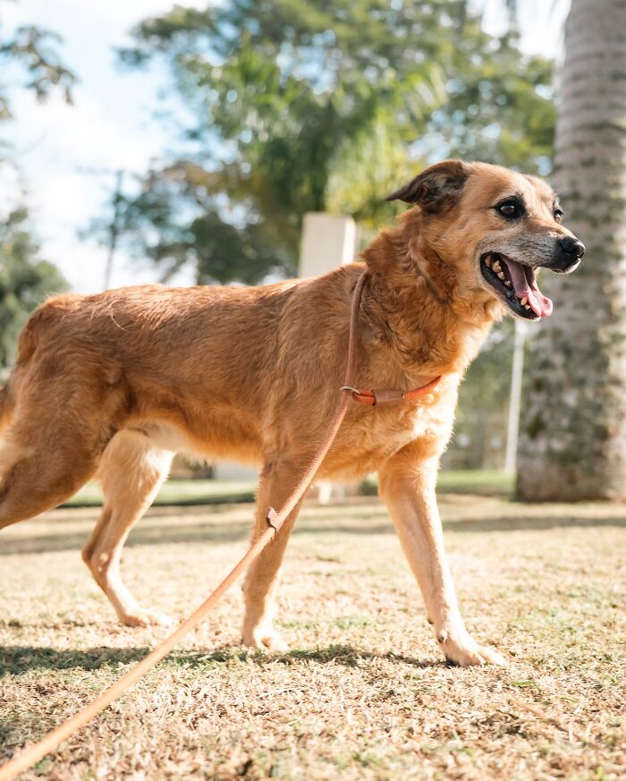 66 Photos That Capture The Pure Joy Of Shelter Dogs On Their Weekly Walks