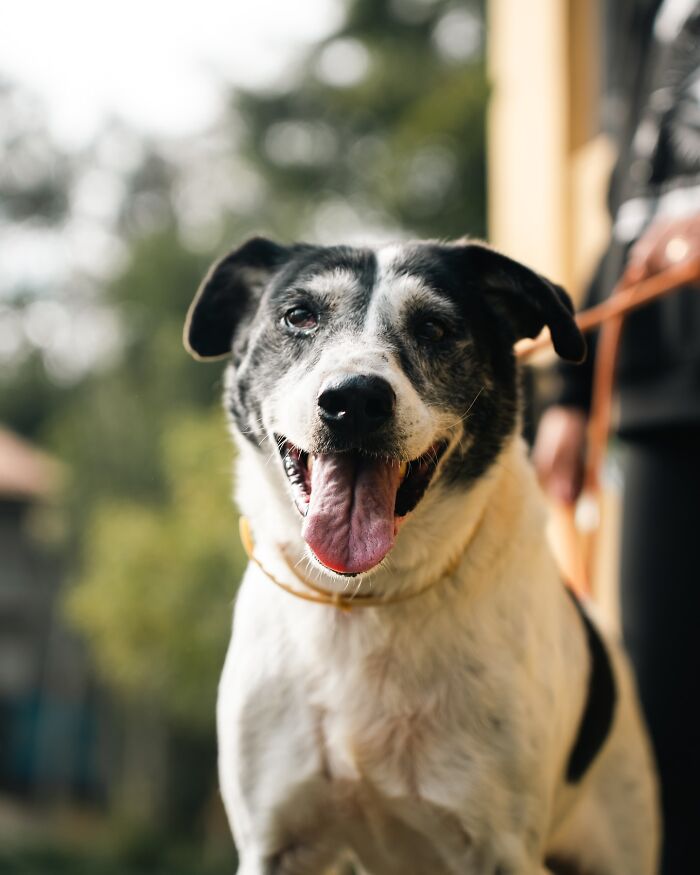 66 Photos That Capture The Pure Joy Of Shelter Dogs On Their Weekly Walks
