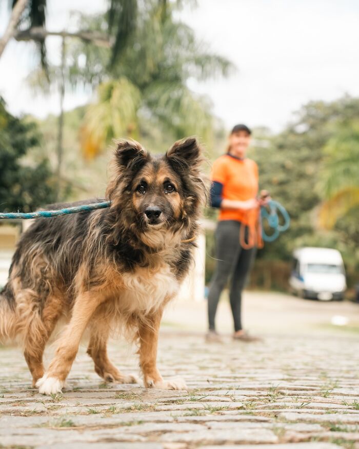 66 Photos That Capture The Pure Joy Of Shelter Dogs On Their Weekly Walks