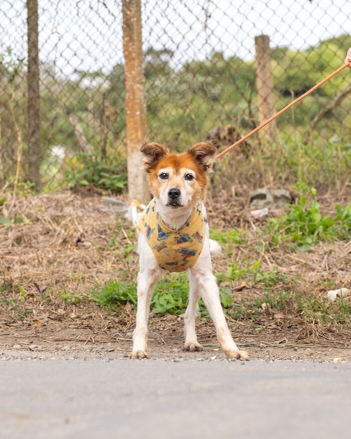 66 Photos That Capture The Pure Joy Of Shelter Dogs On Their Weekly Walks