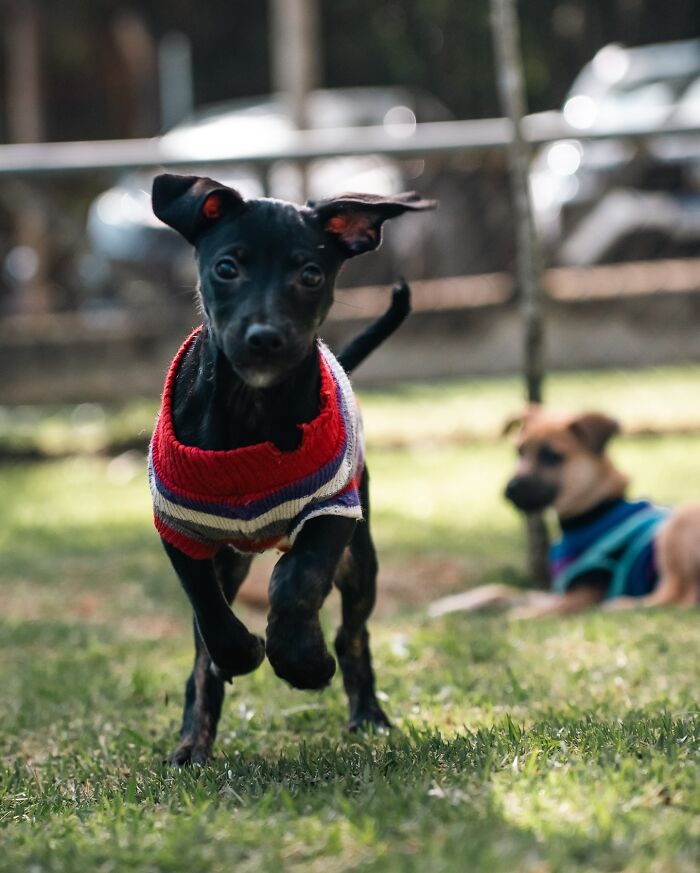 66 Photos That Capture The Pure Joy Of Shelter Dogs On Their Weekly Walks