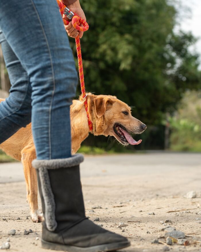 66 Photos That Capture The Pure Joy Of Shelter Dogs On Their Weekly Walks
