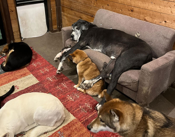 Man Sells His Luxury Ferrari To Fund Shelter For Traumatized Dogs After One Saved His Life