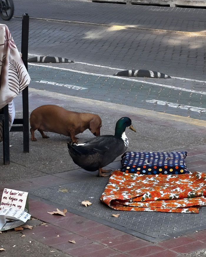 &#8220;Free Juan&#8221;: Celebrity Duck Gets A Lawyer, Sparks Mass Support After Being Removed From Popular Location