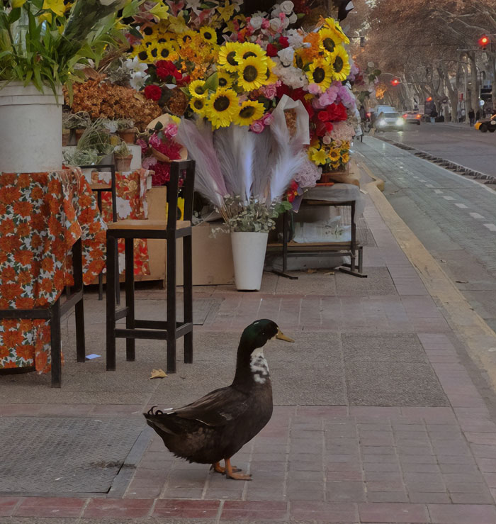 &#8220;Free Juan&#8221;: Celebrity Duck Gets A Lawyer, Sparks Mass Support After Being Removed From Popular Location