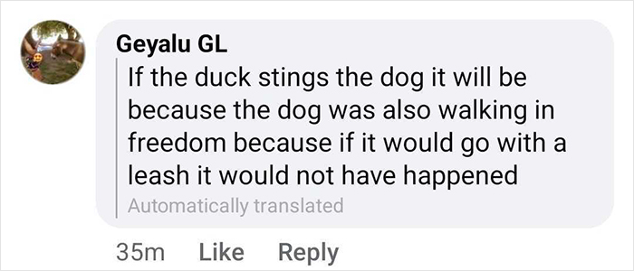 &#8220;Free Juan&#8221;: Celebrity Duck Gets A Lawyer, Sparks Mass Support After Being Removed From Popular Location