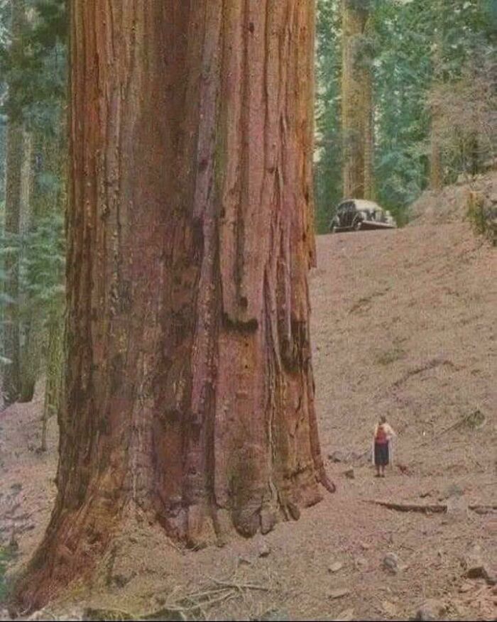 55 Interesting Facts And Stories From Around The World, Backed Up By Pics To Prove Them (New Pics)