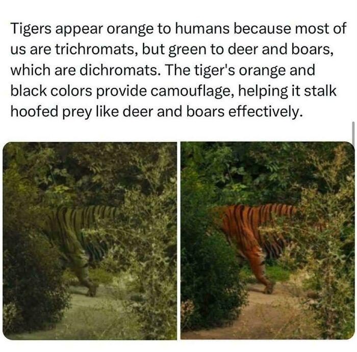 55 Interesting Facts And Stories From Around The World, Backed Up By Pics To Prove Them (New Pics)