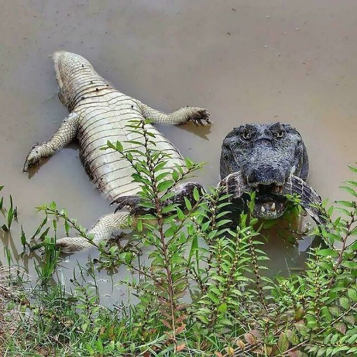 55 Interesting Facts And Stories From Around The World, Backed Up By Pics To Prove Them (New Pics)