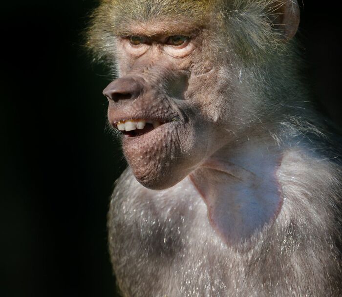 53 Animals That Didn’t Mean To Be Funny, But Totally Nailed It