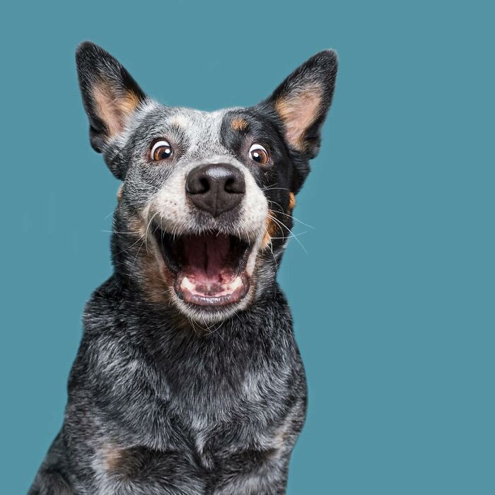 53 Animals That Didn’t Mean To Be Funny, But Totally Nailed It