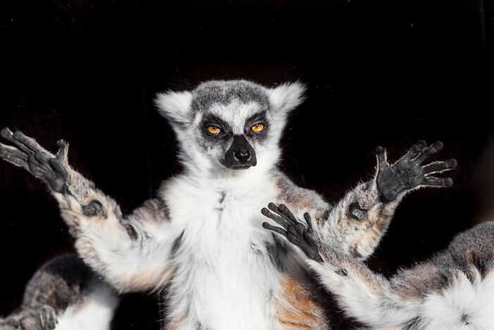 53 Animals That Didn’t Mean To Be Funny, But Totally Nailed It